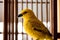 Yellow bird sitting on a perch in a cage looking out.