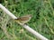 Yellow bird in southwest Florida