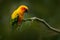 Yellow bird. Sun Parakeet, Aratinga solstitialis, rare parrot from Brazil and French Guiana. Portrait yellow green parrot with red