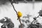 Yellow bird on tree branch with thorns and flowers