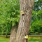 Yellow birdhouses on the tree