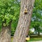 Yellow birdhouses on the tree