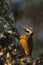 Yellow birds Bearded Woodpecker, Dendropicos namaquus, Chobe National Park, Botswana. Woodpecker on the tree. Wildlife scene from