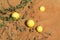 Yellow bitter apples  Citrullus colocynthis in red sand of Oman desert