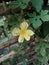 yellow bitter melon flowers are blooming