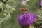 Yellow and black banded female hoverfly, Syrphus ribesii, on a purple thistle flower, close up, side view, blurred background