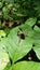 Yellow and Black Bumble Bee on Leaf