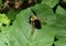 Yellow and Black Bumble Bee on Leaf