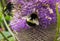 A Yellow And Black Bumble Bee With White Tail Collecting Pollen On Teasel Flower Head