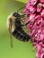 Yellow and Black Bumblebee on Bright Pink Flowers Seen in Profile