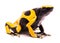Yellow black bumblebee poison dart frog
