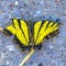 Yellow and black butterfly dead a sidewalk