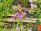 Yellow and Black Butterfly: An Eastern tiger swallowtail butterfly with damaged wings sits on flowers