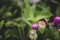 Yellow with black Butterfly on Violet Flowers with Blurred Green Background