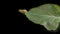 Yellow and black caterpillar, called `cabbageworm` on a broccoli leaf, black background