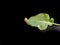 Yellow and black caterpillar, called `cabbageworm` on a broccoli leaf, black background