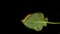 Yellow and black caterpillar, called `cabbageworm` on a broccoli leaf, black background