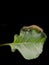 Yellow and black caterpillar, called `cabbageworm` on a broccoli leaf, black background