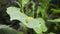 Yellow and black caterpillar, called `cabbageworm` on a broccoli plant