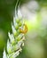 Yellow black caterpillar on a wheat ears