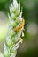 Yellow black caterpillar on a wheat ears