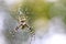 Yellow black crab spider on blurred background, copy space