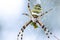 Yellow black crab spider on blurred background, copy space