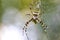 Yellow black crab spider on blurred background, copy space