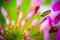 Yellow And Black Doted Beetle on the Pink Flower