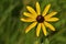 Yellow Black-eyed Susan flower with blur background, shallow shot