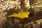 The Yellow black-faced blenny Tripterygion delaisi.