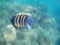 Yellow and black fish with blue spots in front of coral reef