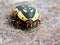 Yellow and black Flower Chafer beetle