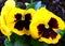 Yellow-black flowering pansy