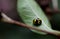 Yellow and black fungus eating ladybird