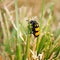 Yellow black grass insect