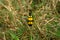 Yellow black grass insects