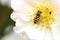 Yellow and black hoverfly, Syrphus sp., on a white flower, female close up, above view, pale background