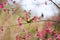 Yellow Black Hummingbird and Cherry Blossom