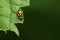 Yellow and black ladybug on a green leaf