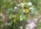 A yellow and black moth and white flower