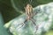 Yellow-black orb-weaver spider. Argiope Bruennichi, or the wasp-spider on the web, cobweb against green natural background