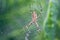 Yellow-black orb-weaver spider. Argiope Bruennichi, or the wasp-spider on the web, cobweb against green natural background, closeu