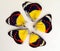 Yellow black red butterflies Delias arranged in a circle. Can use as background, texture, pattern, art, phone case, ceramic.