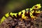 Yellow black salamander with bright red eyes sits on rock with trampled paws.