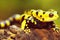 Yellow black salamander with bright red eyes sits on rock with trampled paws.