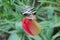 Yellow-black snail on red flower. Spring tulip. Snail with horns.