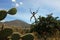 Yellow black spider on cactus