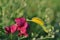 Yellow with black spots fluffy caterpillars large and tiny on edge eating pink sweet pea flower stem