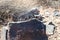 A yellow and black, spotted earless lizard sunning on a rock at McDowell Sonoran Preserve in Scottsdale, Arizona